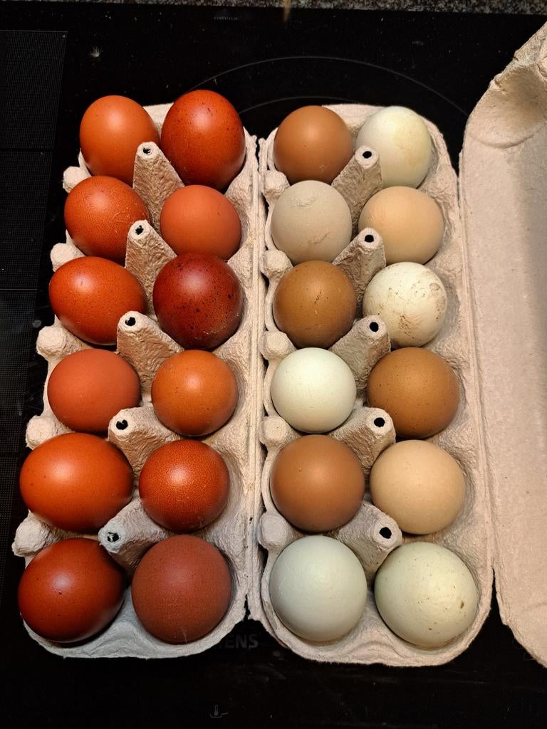 Marans en olijflegger broedeieren, Dieren en Toebehoren, Pluimvee