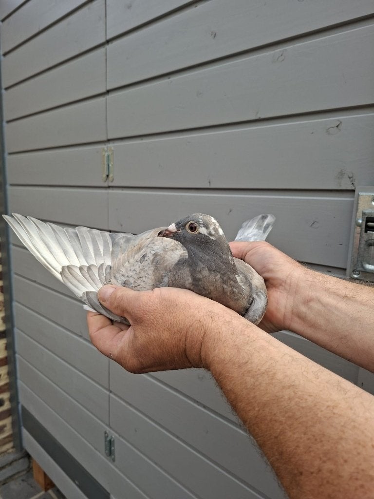 duif, Dieren en Toebehoren, Geslacht onbekend, Postduif