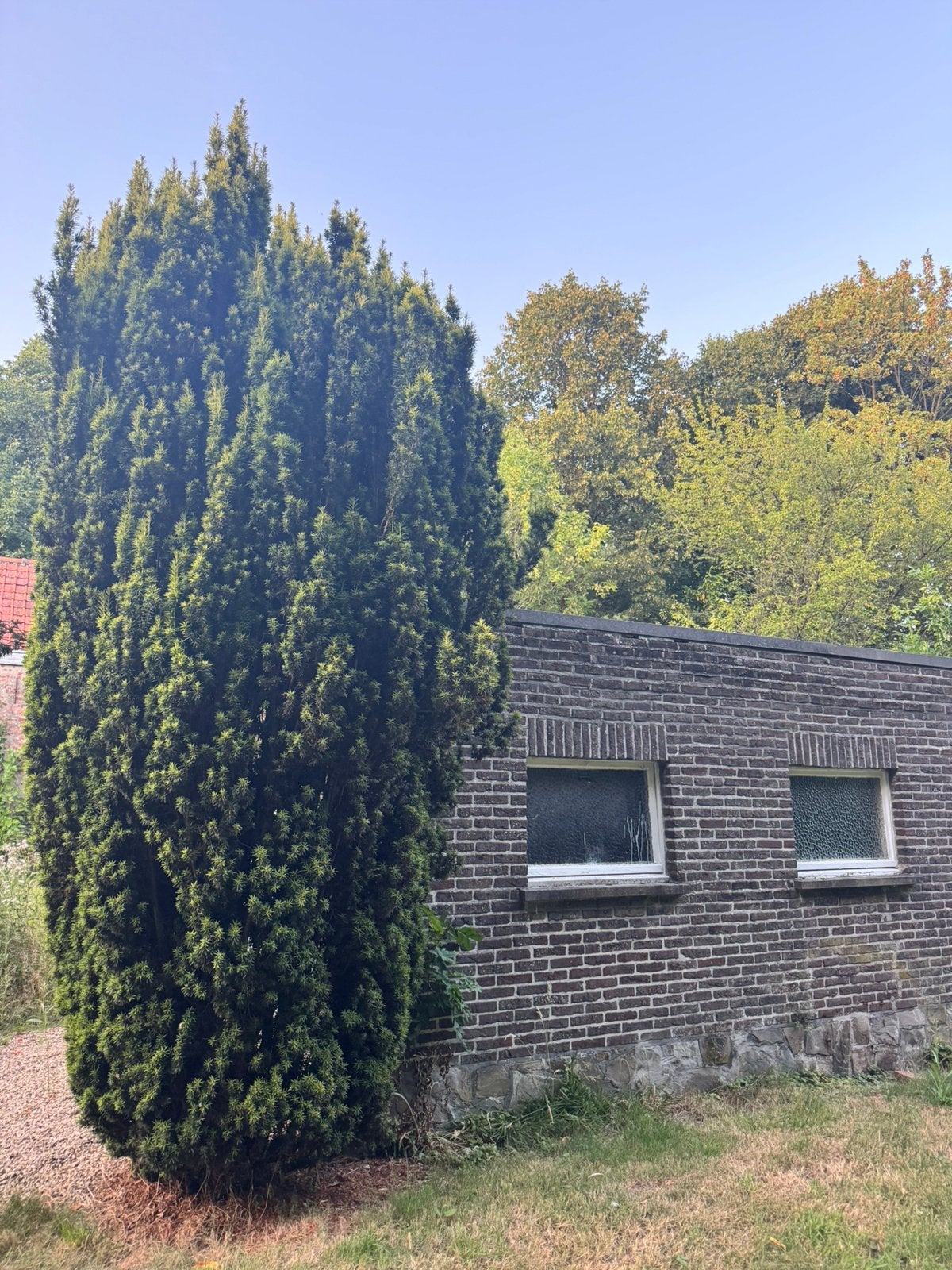 Gratis bomen, Jardin & Terrasse, Plantes | Arbres, Enlèvement, 400 cm ou plus