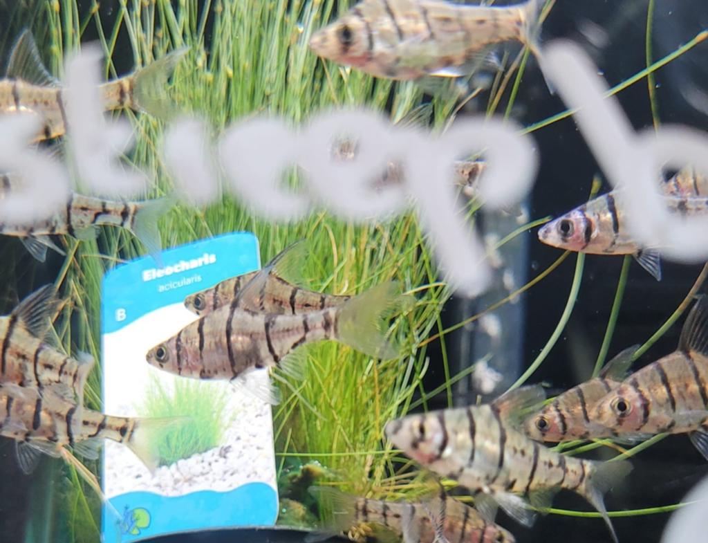 Hobbyaquarium Desmopuntius Hexazona Zesstreepbarbeel, Dieren en Toebehoren, Vissen | Aquariumvissen, Vis, Zoetwatervis, Schoolvis