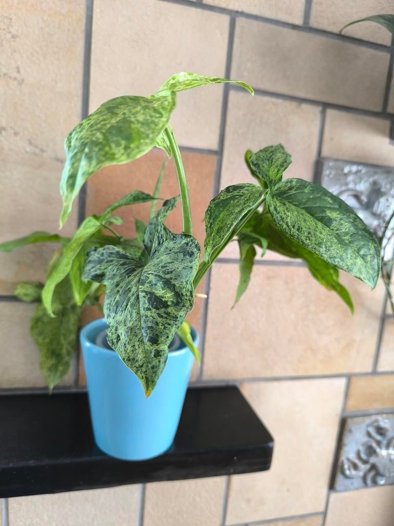 Syngonium Mottled Mojito, Huis en Inrichting, Kamerplanten, Ophalen of Verzenden