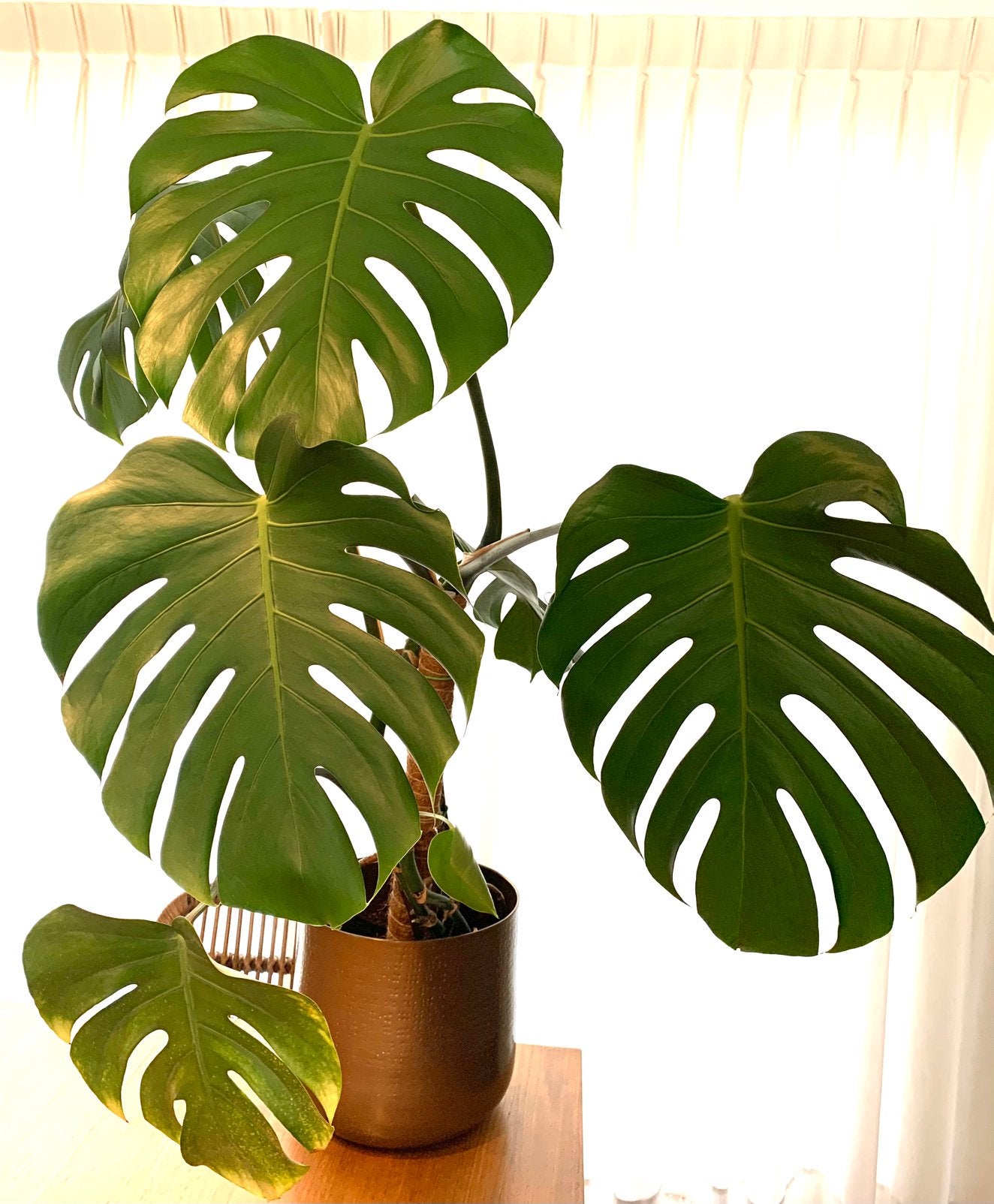Monstera plant 1 meter hoog, Huis en Inrichting, Kamerplanten, Groene kamerplant, Ophalen, Overige soorten, 100 tot 150 cm