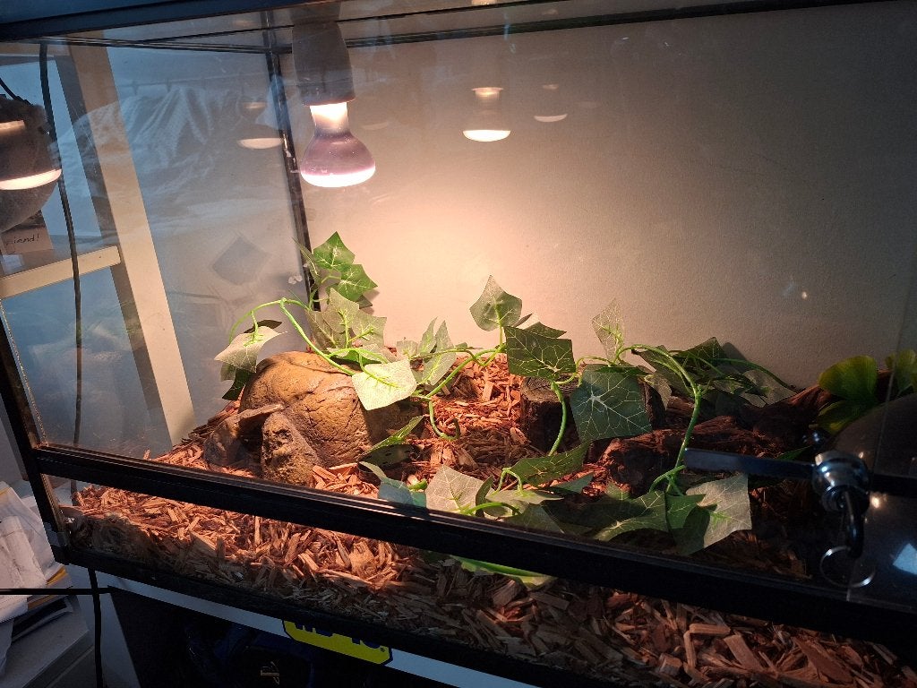 Terrarium met 2 slangen, Dieren en Toebehoren, Slang, Met terrarium, 0 tot 2 jaar