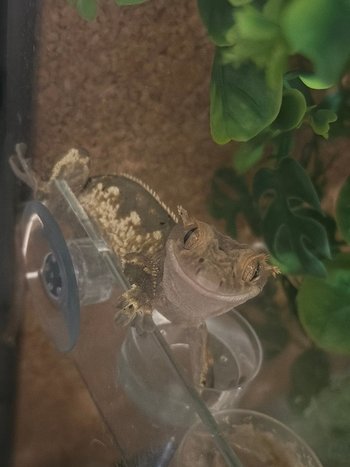 Terrarium met wimpergekko (m) + toebehoren, Dieren en Toebehoren, Ophalen, Gebruikt, Terrarium of Paludarium