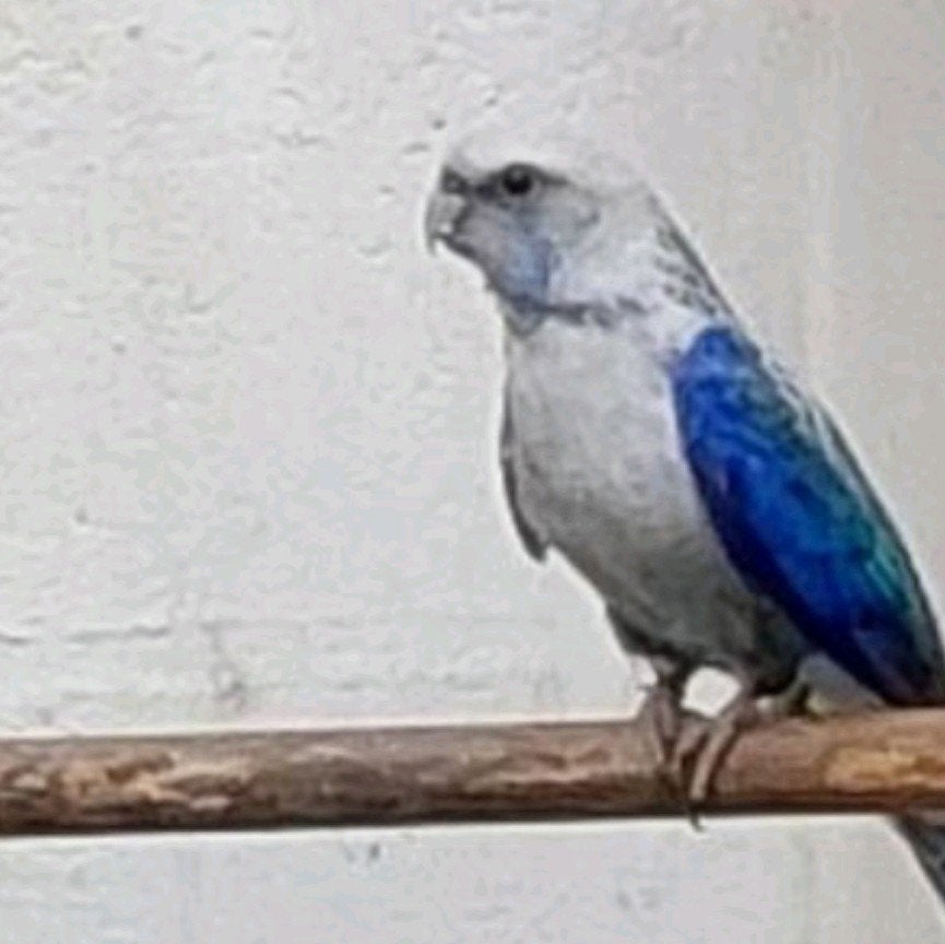 rosella, Animaux & Accessoires, Oiseaux | Perruches & Perroquets