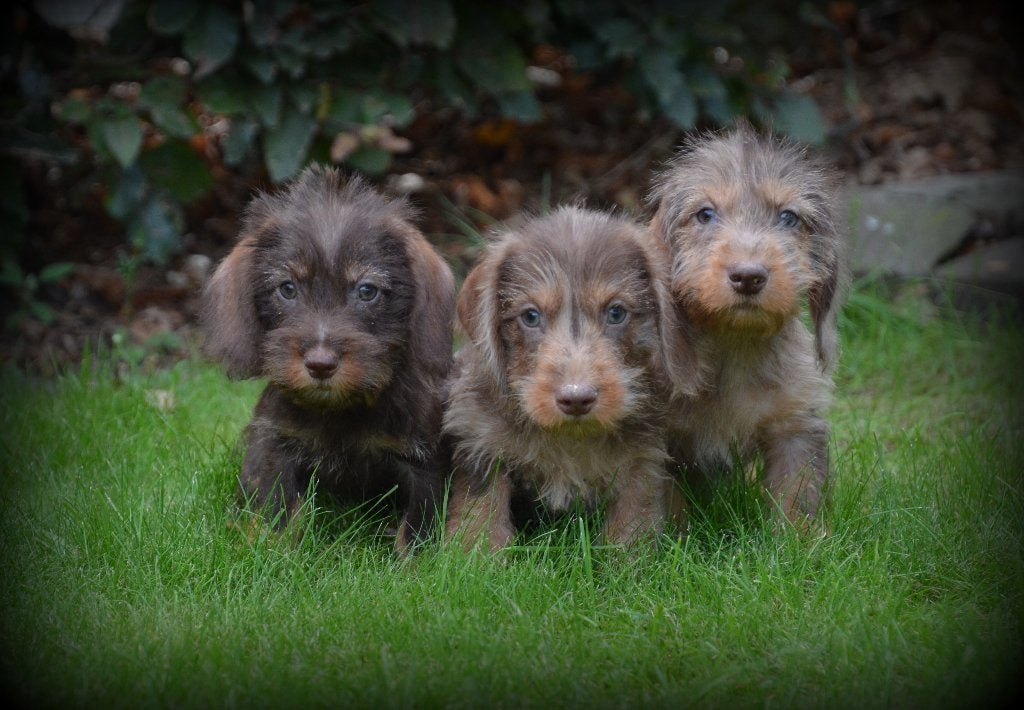 Chiots teckel Shaggy Chocolate Merle, Animaux & Accessoires, Maladie de Carré (chiens), Poils durs, Plusieurs, Nain