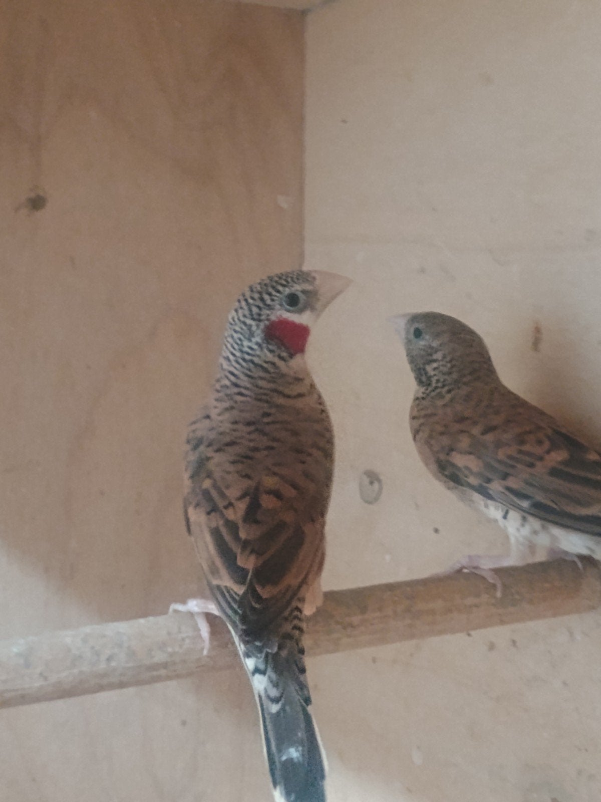 Bandvink koppel, Dieren en Toebehoren, Geringd
