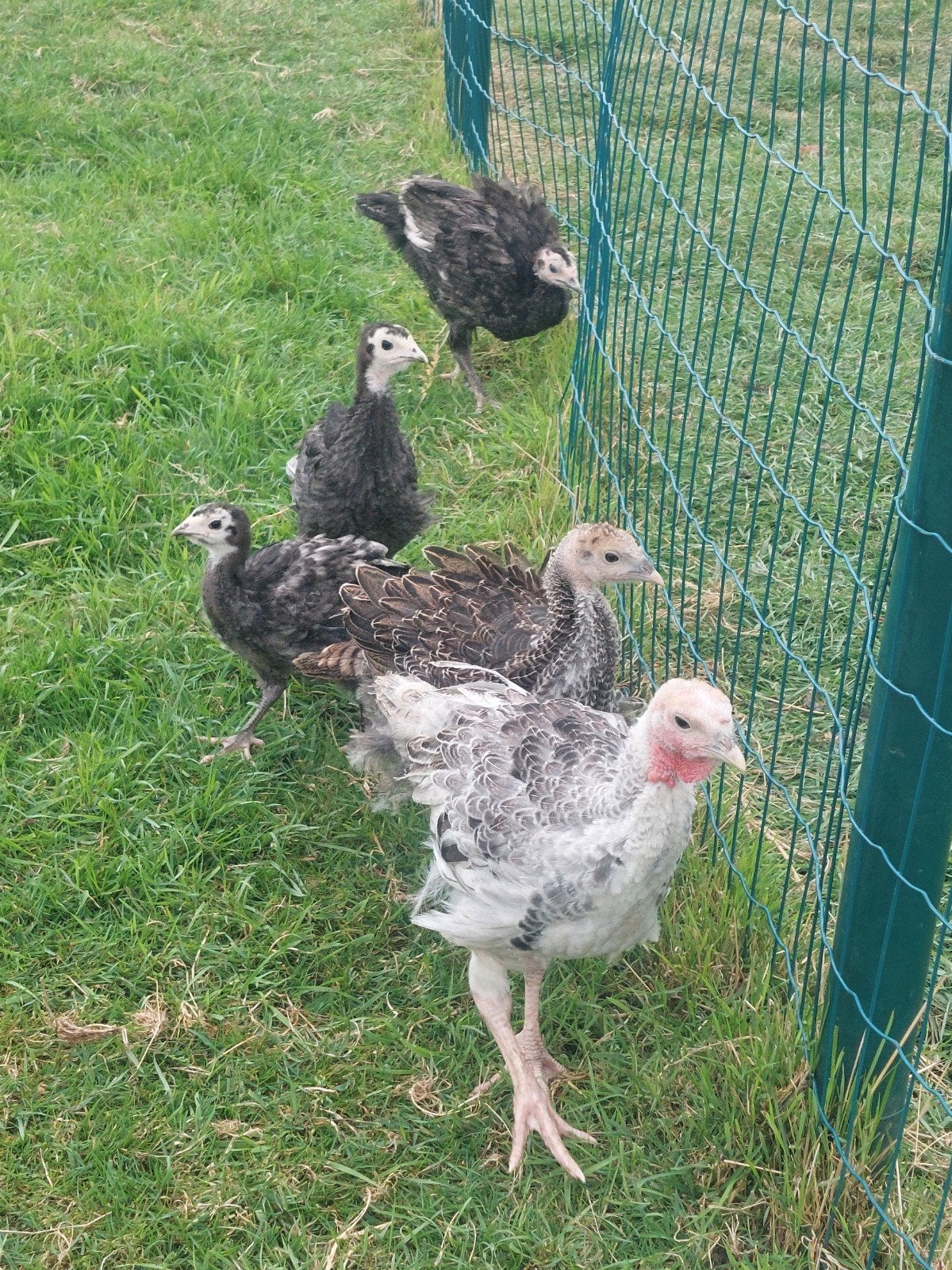 Kalkoenkuikens, Dieren en Toebehoren, Pluimvee