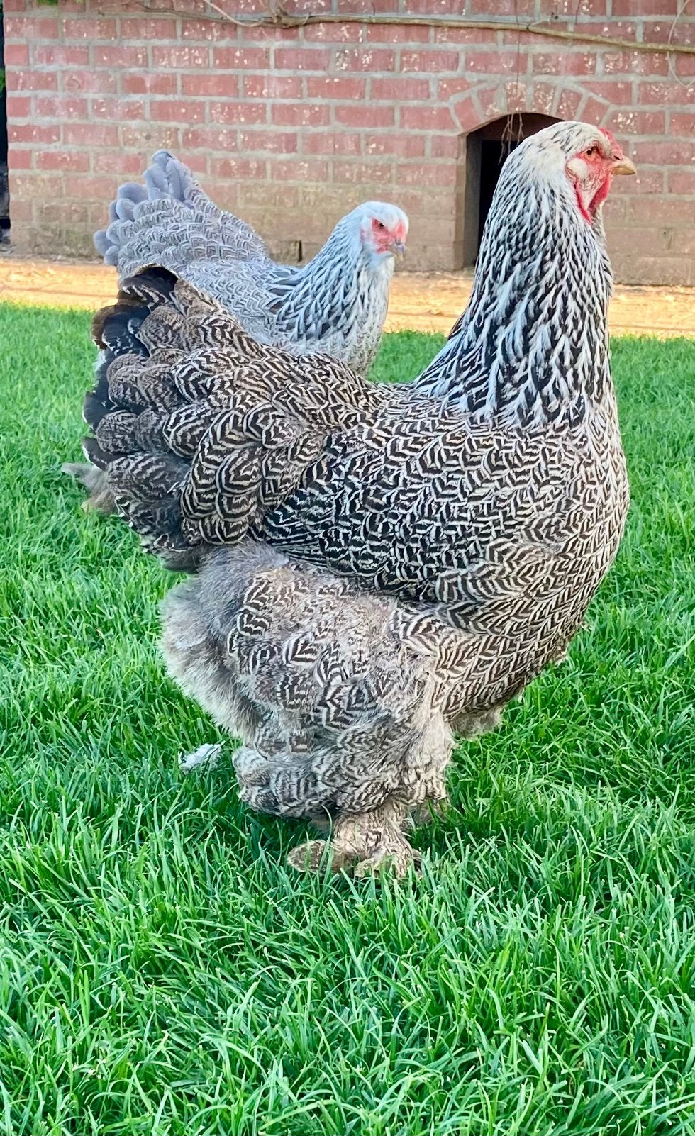 Brahma meerzomige zilverpatrijs, Dieren en Toebehoren, Pluimvee, Kip, Vrouwelijk