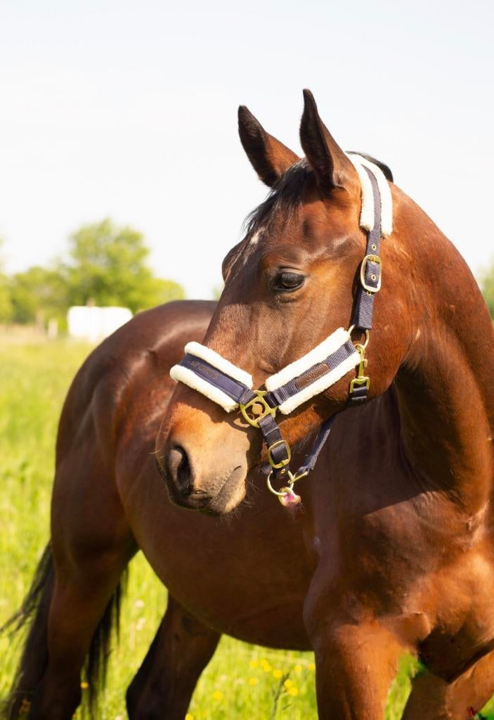 Knappe 5-jarige BWP ruin te koop, Dieren en Toebehoren, Springpaard, 175 cm of meer, Met stamboom, Ruin