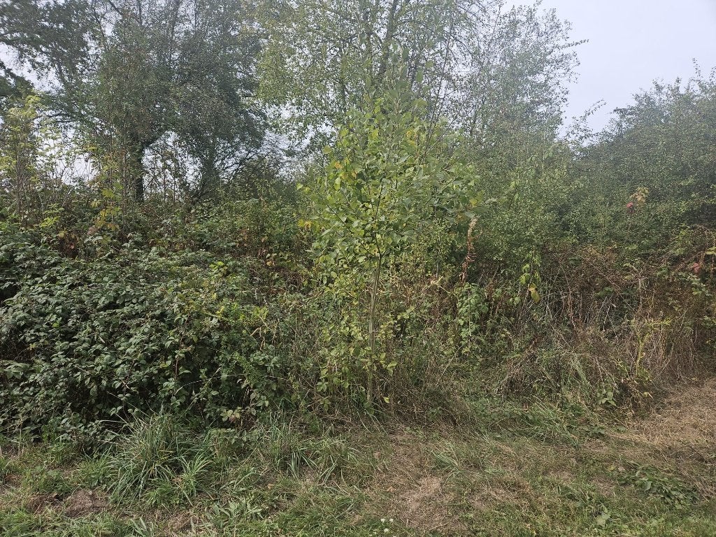 Terrain à vendre à Oignies-en-Thiérache, Immo, Oignies-en-Thiérache, 1000 à 1500 m²