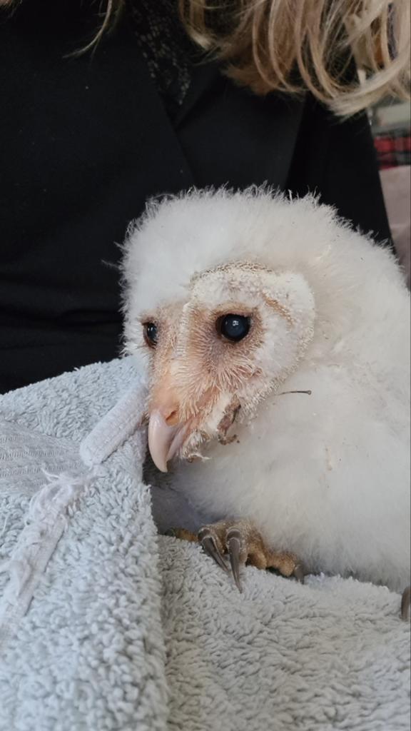 Kerkuil jong, Dieren en Toebehoren, Vogels | Overige Vogels, Geslacht onbekend, Roofvogel, Geringd