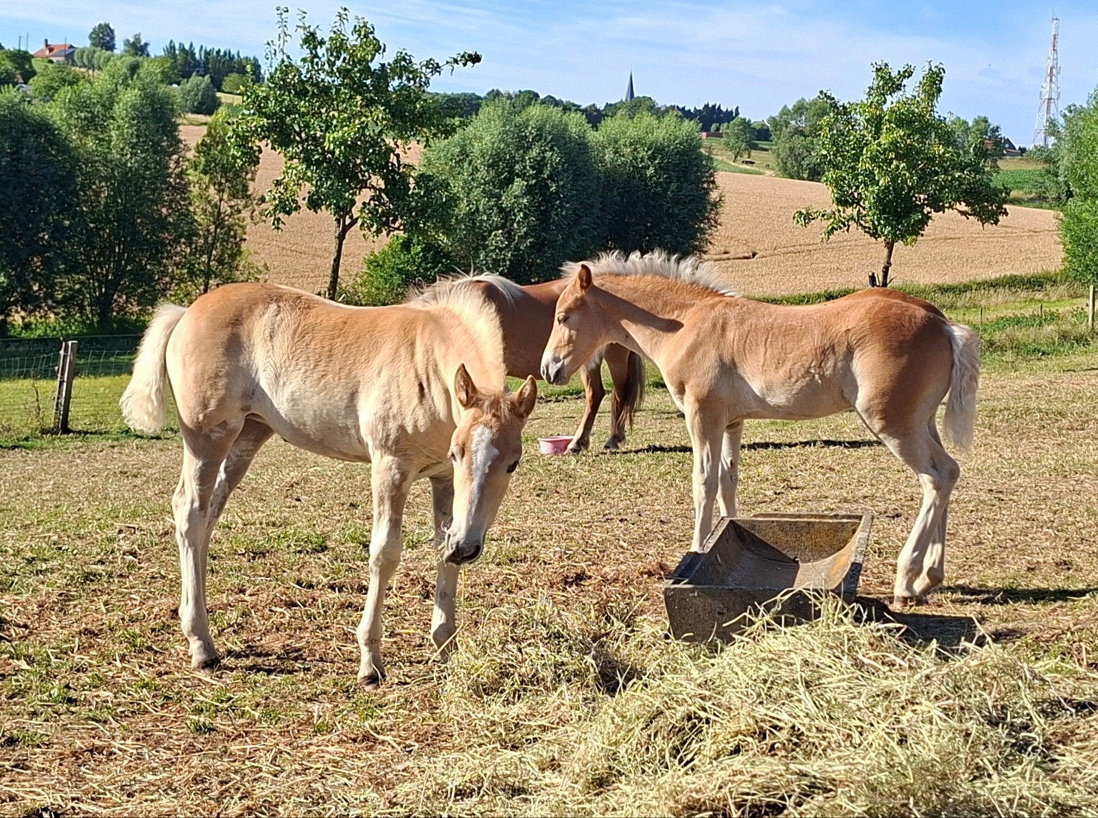 2 poulains haflinger, étalon et jument, type classique, Animaux & Accessoires, Poney de récréation, Plusieurs animaux, Avec pedigree