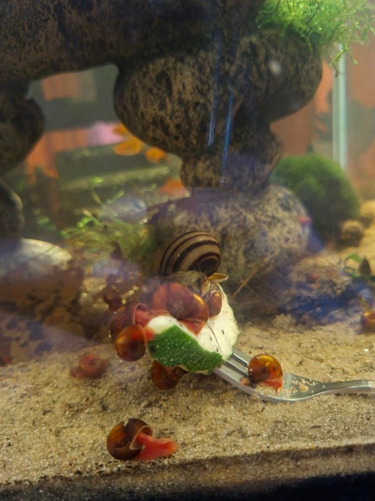 Escargots posthorn à vendre, Escargot ou Mollusque, Poisson d'eau douce