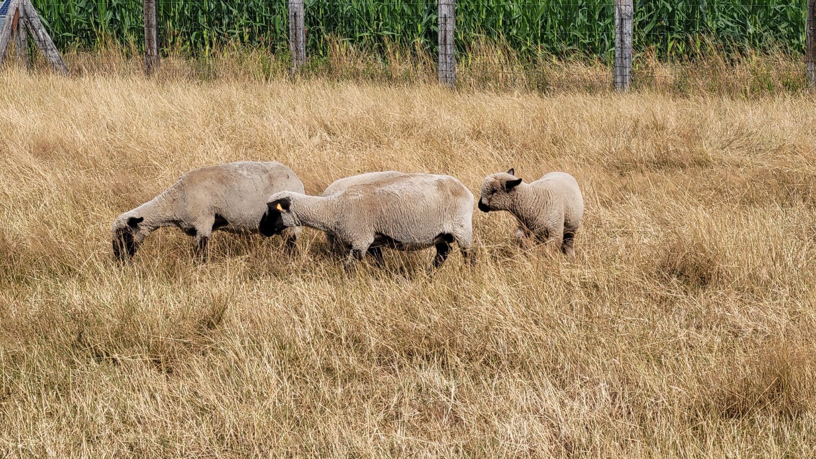 schapen, Dieren en Toebehoren, Vrouwelijk, Schaap