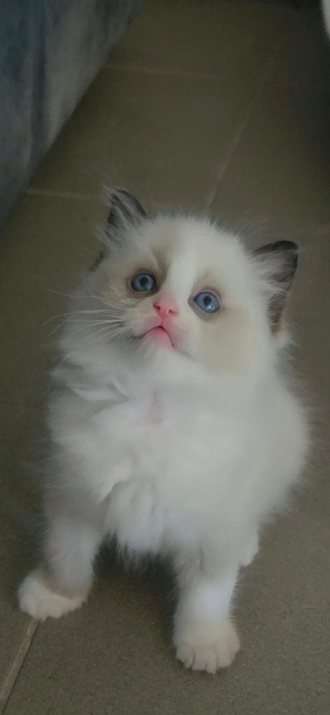Super Mooie Raszuivere Ragdoll Kittens met Stamboom + Getest, Dieren en Toebehoren, Geslacht onbekend, Met stamboom, 0 tot 2 jaar