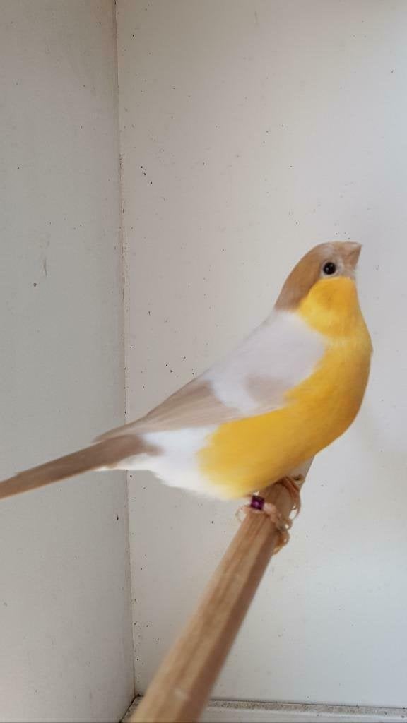 Noordse Goudvinken 2026, Dieren en Toebehoren, Vogels | Overige Vogels, Wildzangvogel, Geringd
