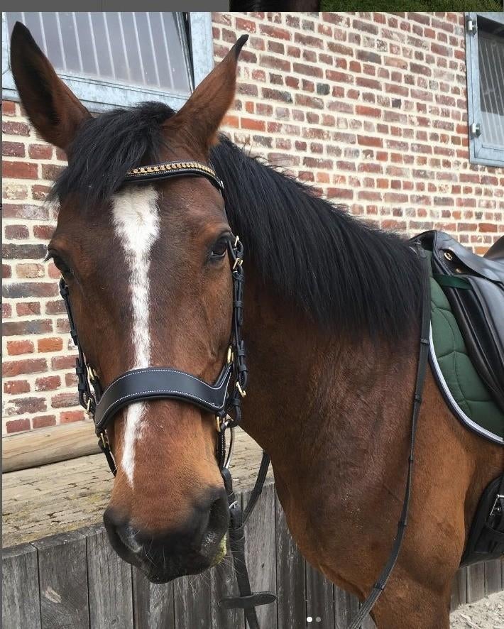 Hoofdstel QHP Devi, Dieren en Toebehoren, Ophalen of Verzenden