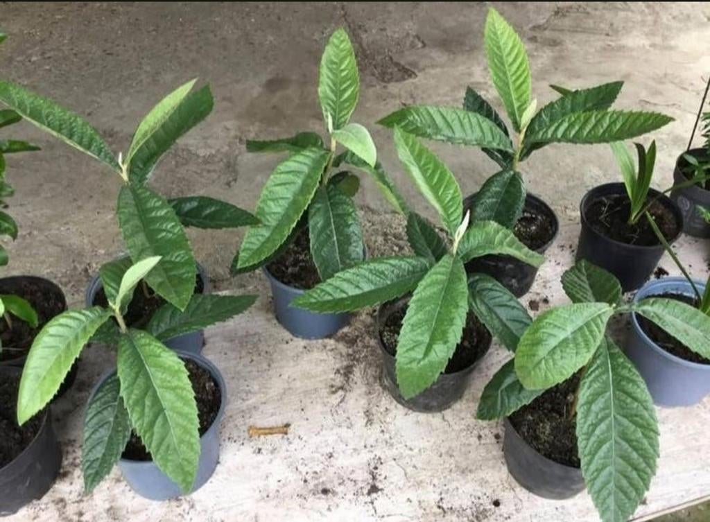 Japanse mispel bomen/Loquat bomen, per stuk voor 5 euro, Ophalen