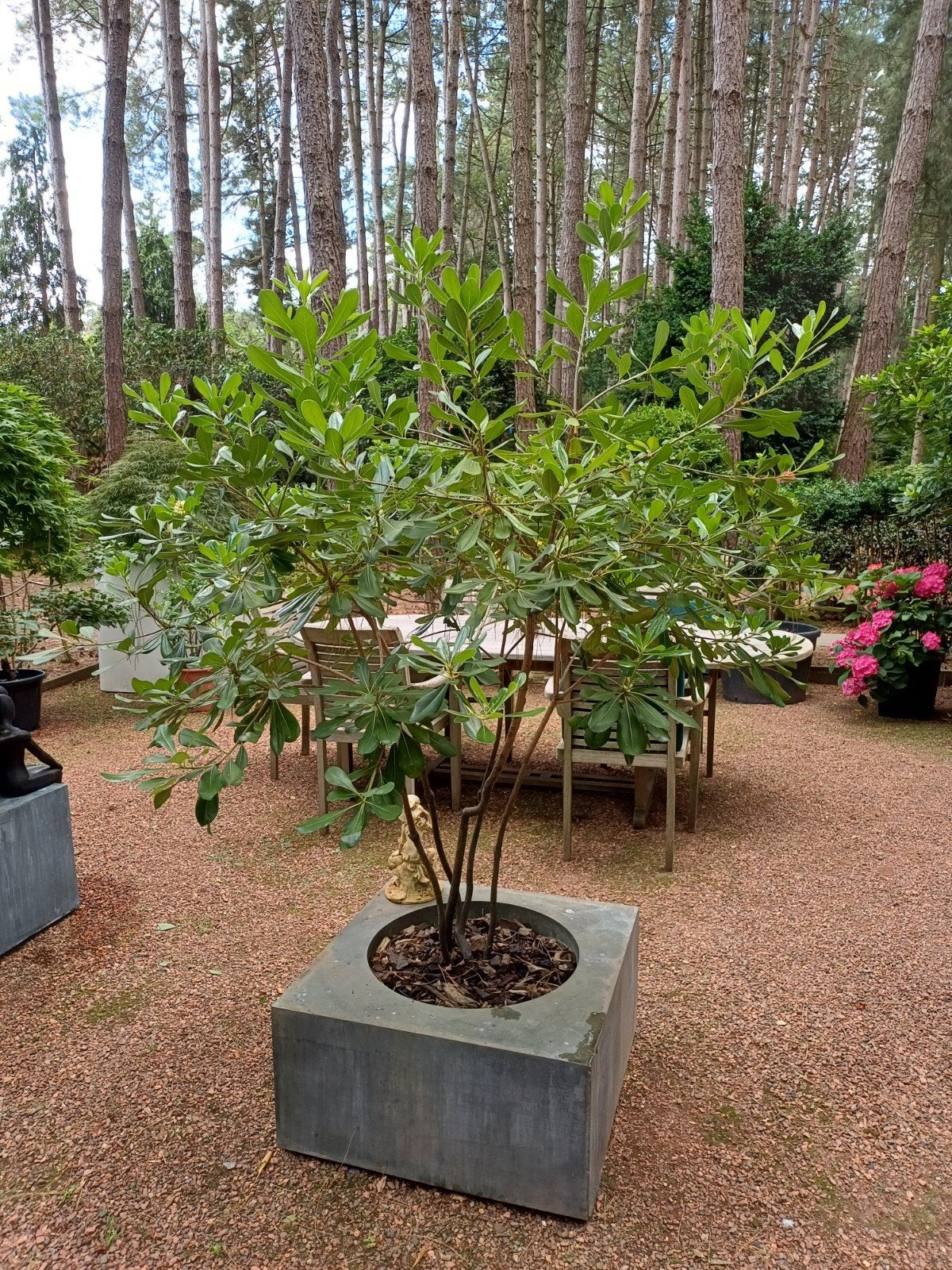 pittosporum in pot, Enlèvement, En pot