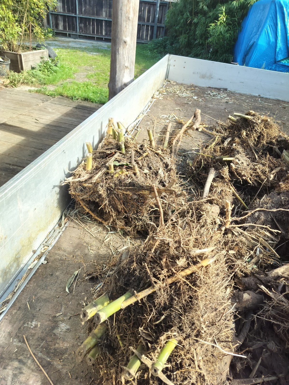 bamboe gratis af te halen.phyllostachis atrovaginataa, Ophalen, Bamboe, Haag, 250 cm of meer