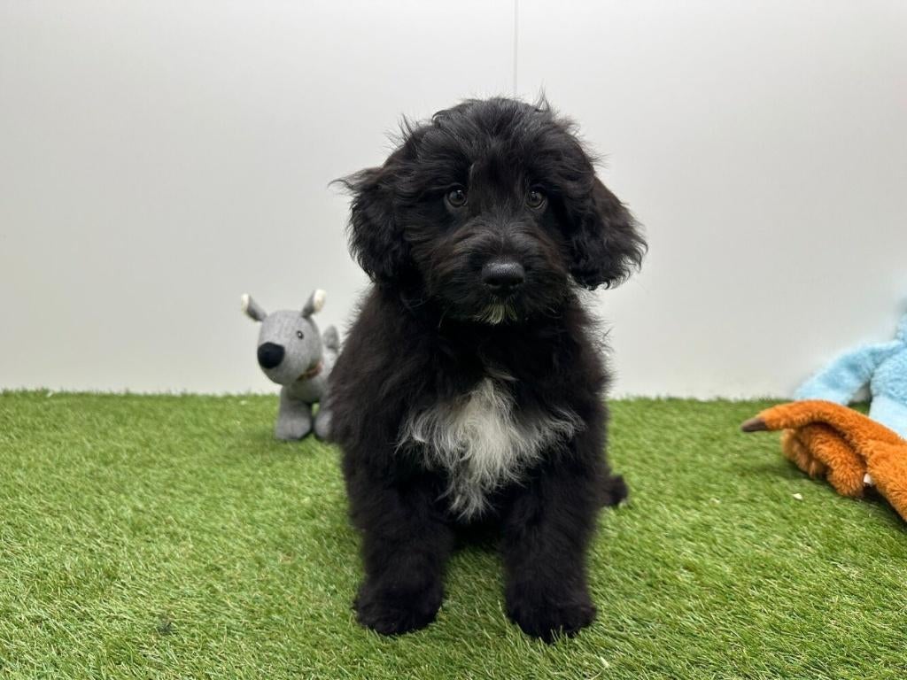 Bordoodle puberpups - Border collie & Poedel, België, 15 weken tot 1 jaar, Parvo, Meerdere