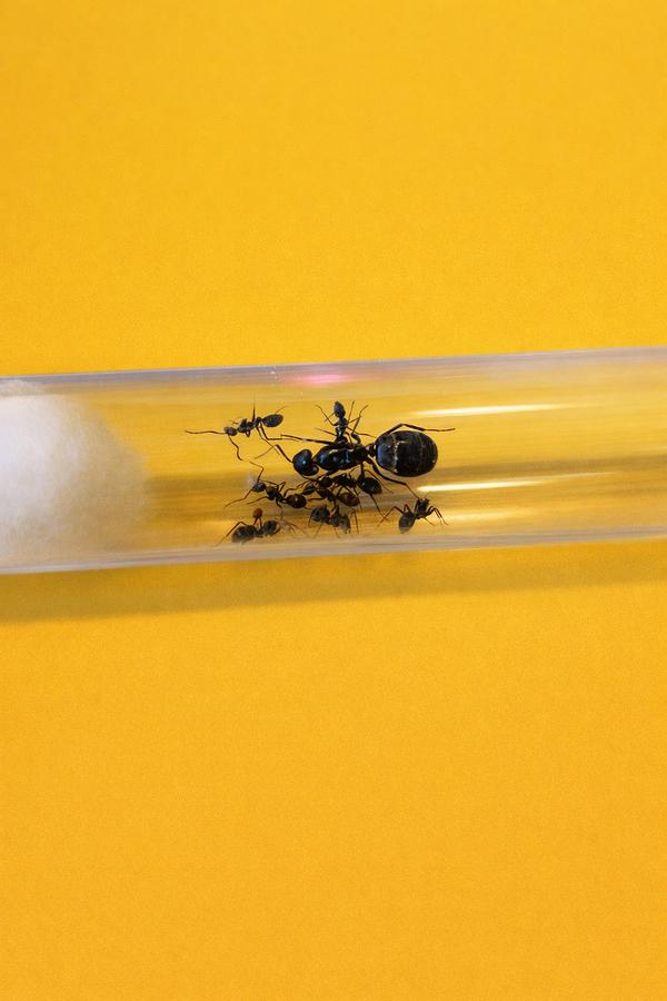 Reine des fourmis Camponotus Micans avec 1 à 5 ouvrières, Fourmis