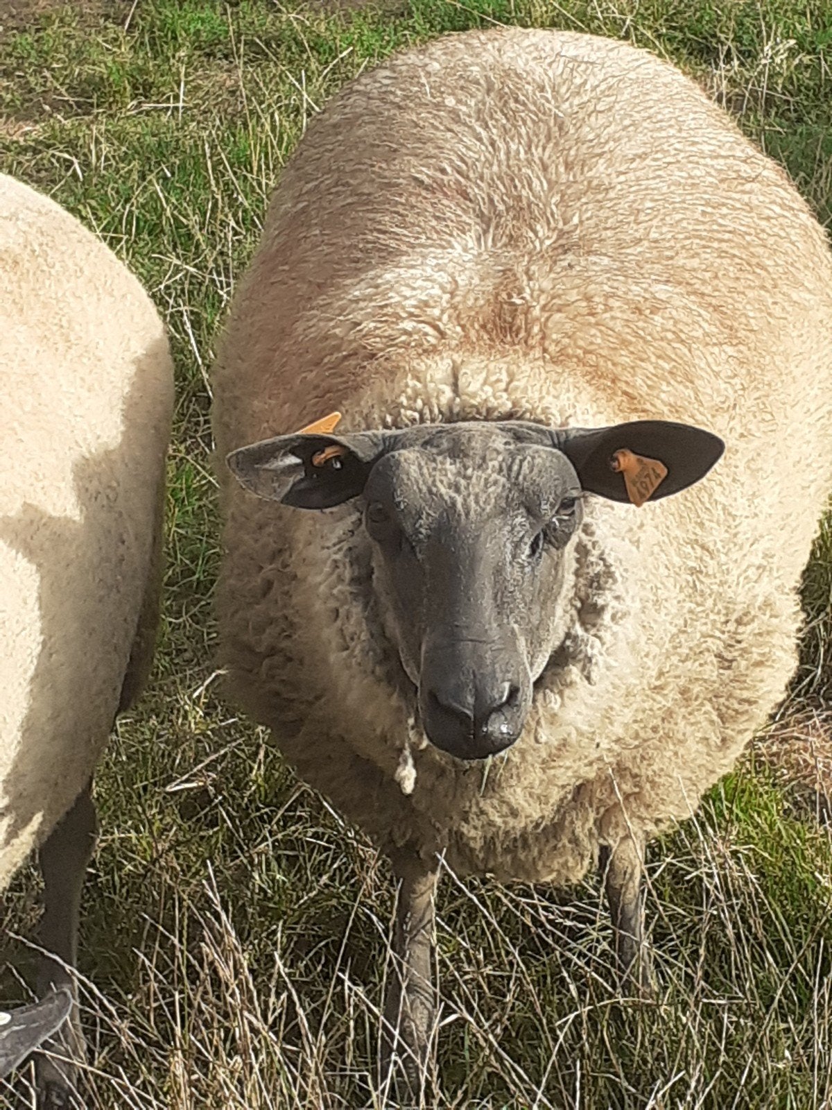 huile d'olive Blue du Maine, Femelle, Mouton, 0 à 2 ans