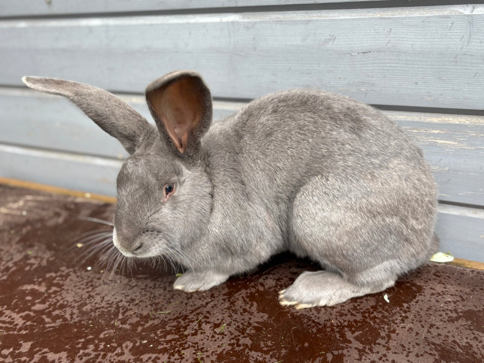 Vlaamse reus - grijze rammelaar, Animaux & Accessoires, Mâle, Grand, 0 à 2 ans