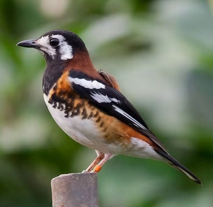 jonge man kastanjeruglijster, Dieren en Toebehoren