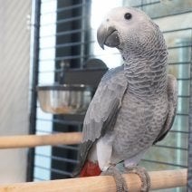 « Julie » gris rougestart,, Animaux & Accessoires, Oiseaux | Perruches & Perroquets, Perroquet, Femelle, Domestique, Bagué