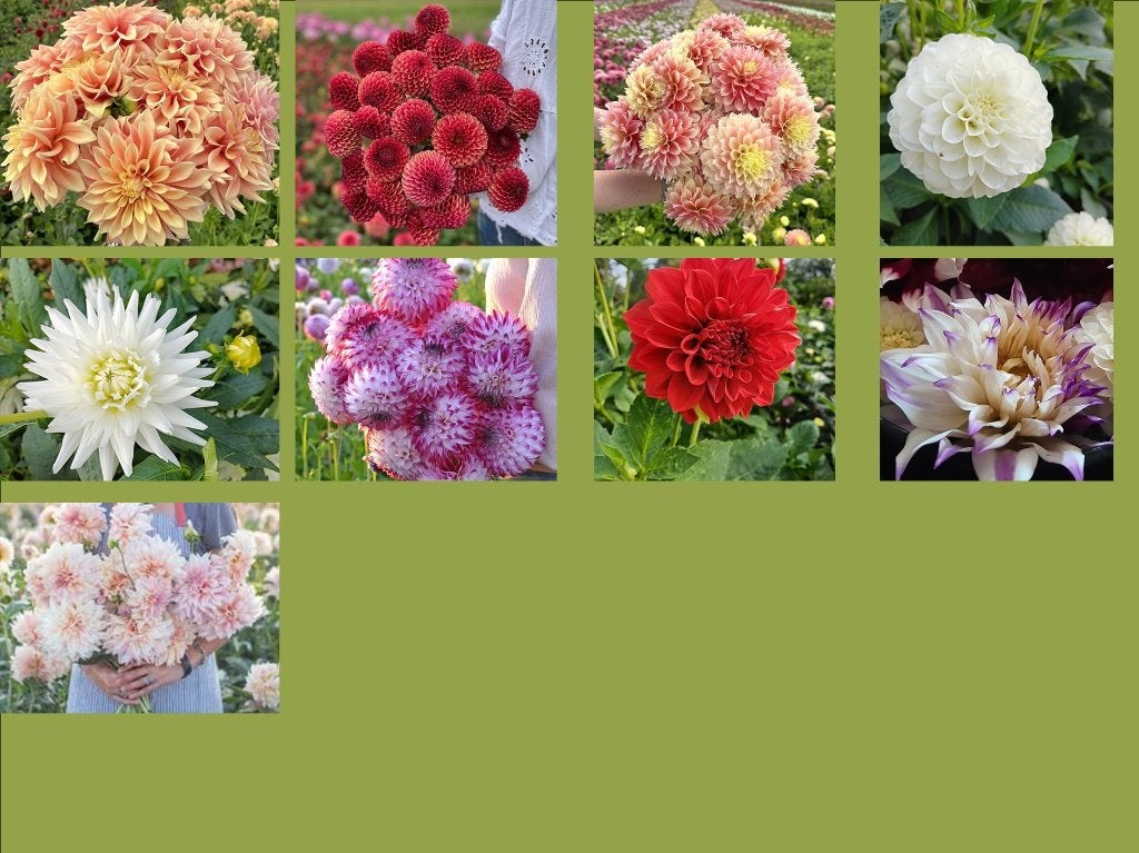 Dahliaplanten te koop, verschillende soorten, Jardin & Terrasse, Bulbes & Semences, Bulbe, Toute l'année, Plein soleil, Enlèvement