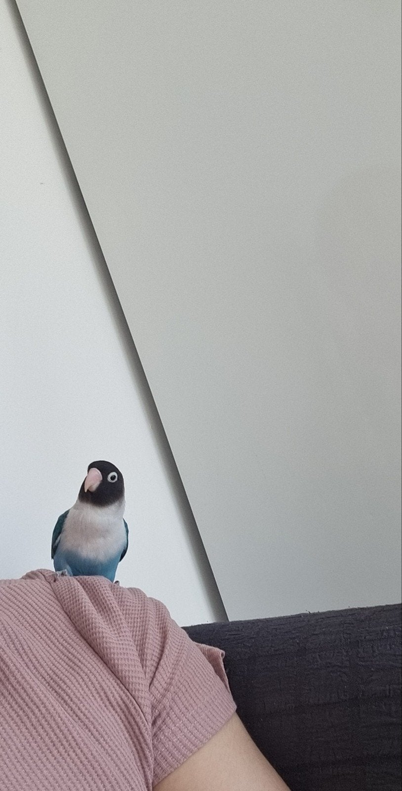 Zeer tamme en speelse Agapornis (2 jaar oud), Enlèvement