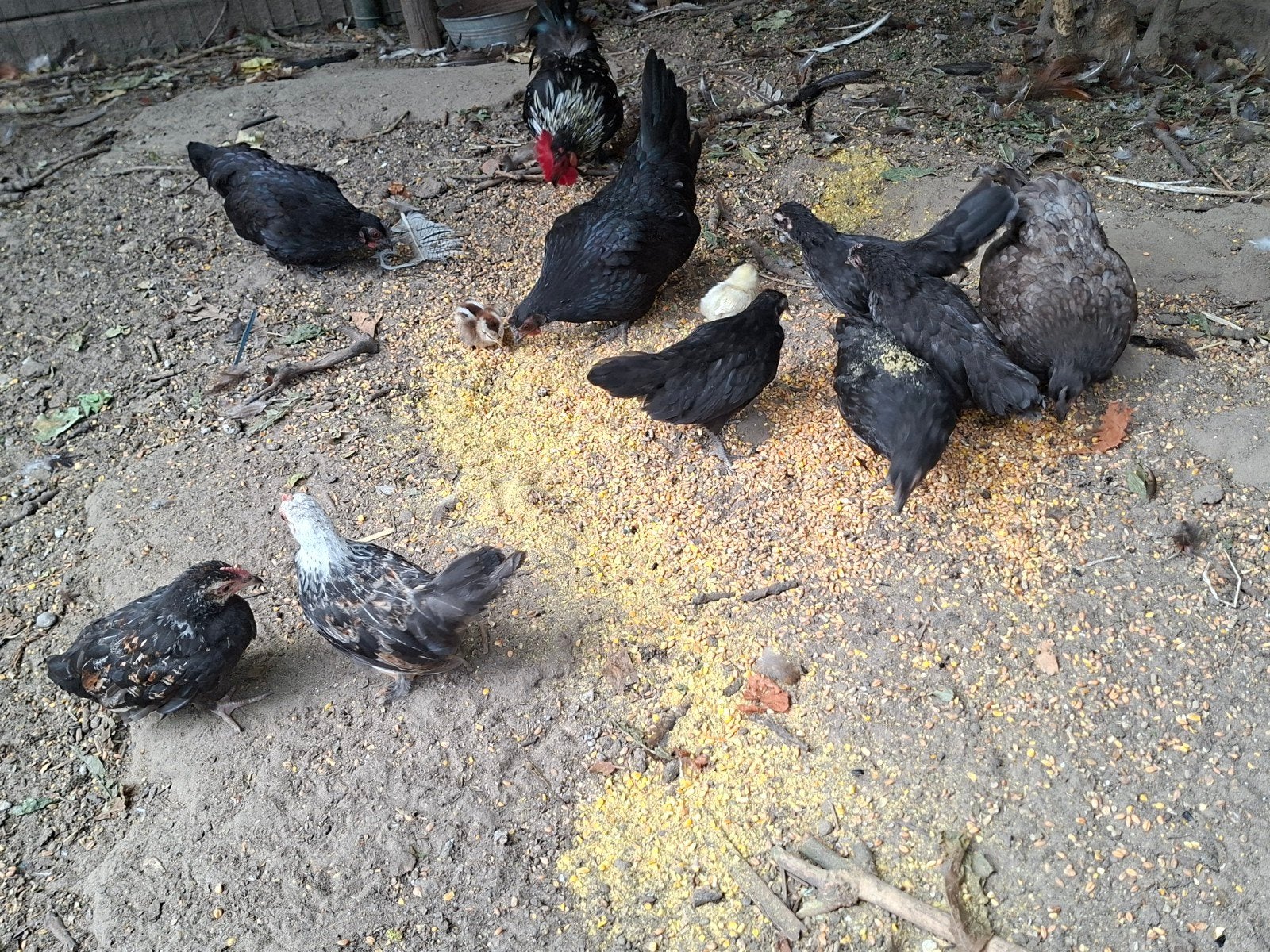 chabo kuikens, Dieren en Toebehoren, Kip