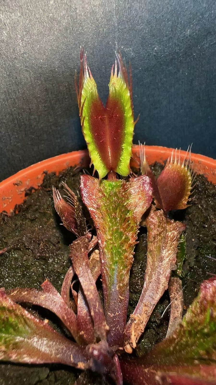 Vleesetende plant – Dionaea muscipula ‘Asura’, Tuin en Terras, Ophalen of Verzenden