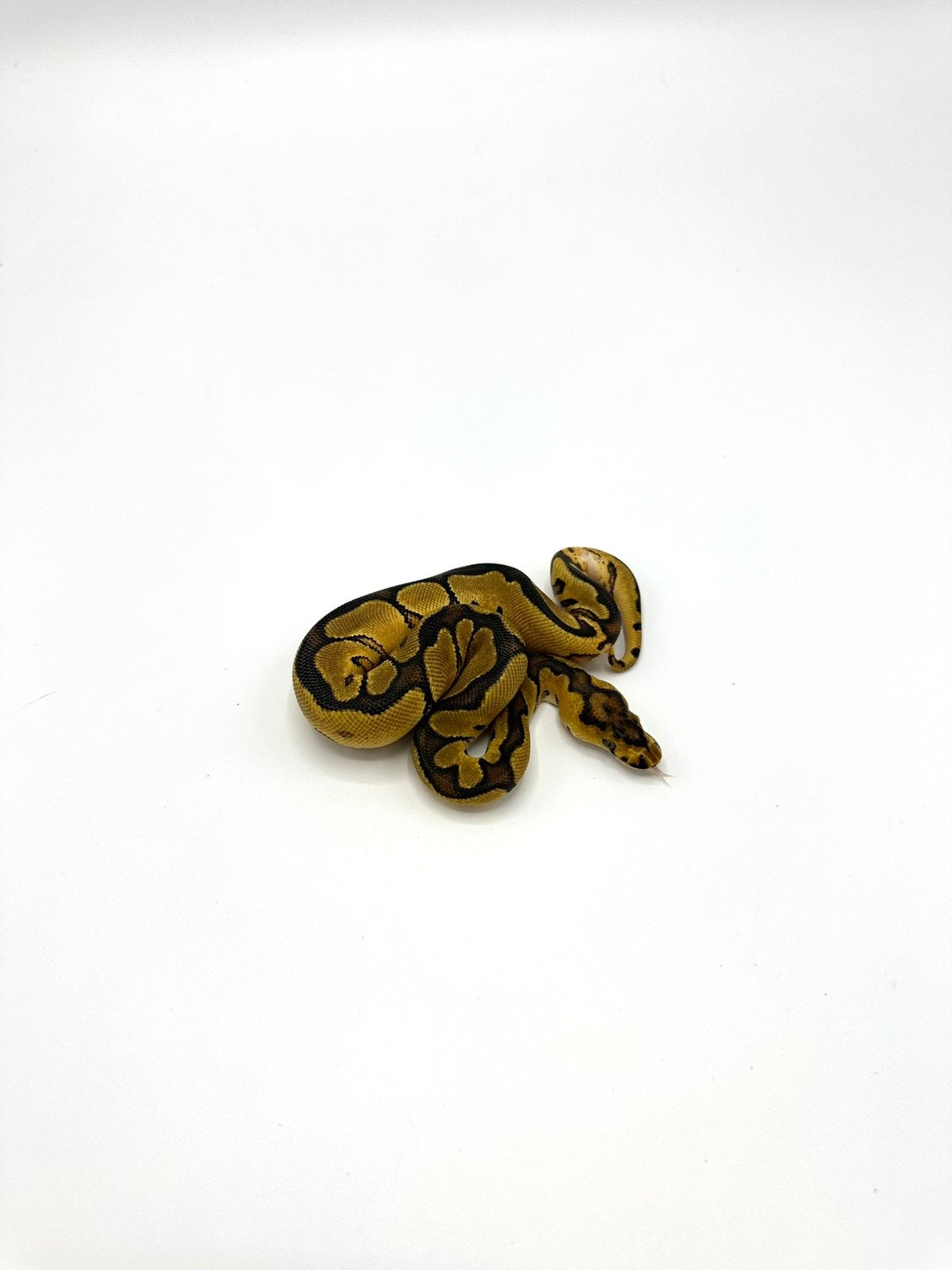 Diverse Python regius - koningspythons Ball Python photo 2