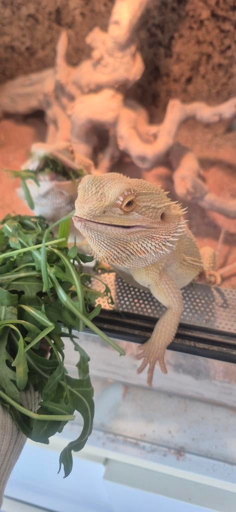 2 baardegaams met terarium, Dieren en Toebehoren