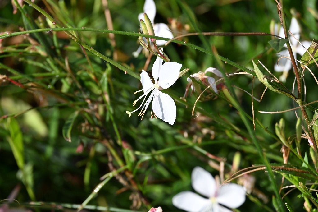 Gaura Short Form (Prachtkaars) P9, Tuin en Terras, Ophalen, Vaste plant