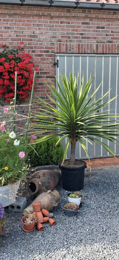Cordyline indivisa of koolpalmen, Tuin en Terras, Volle zon, Vaste plant, Bloeit niet, Ophalen