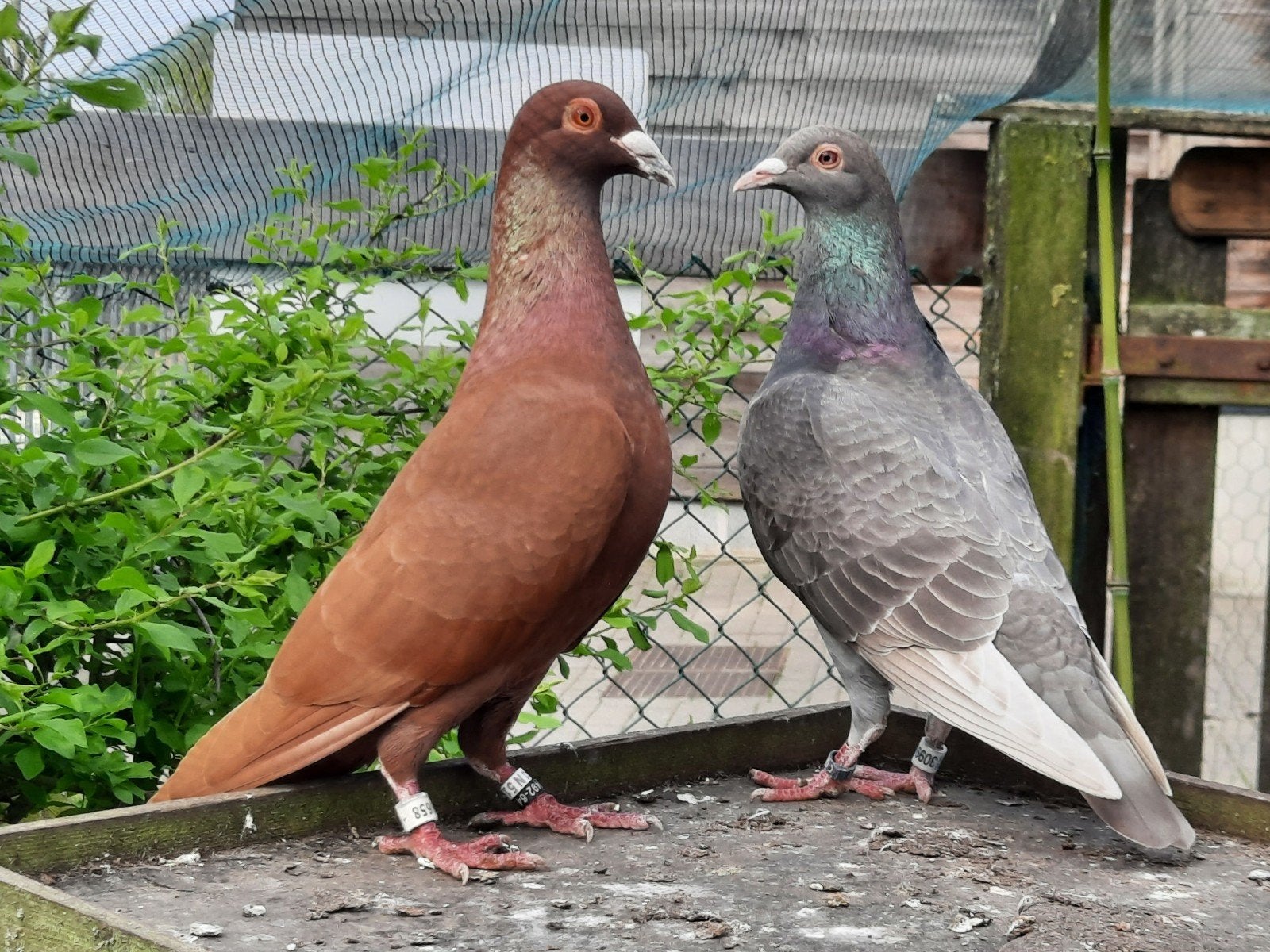 Koppel postduiven., Dieren en Toebehoren, Vogels | Duiven, Postduif