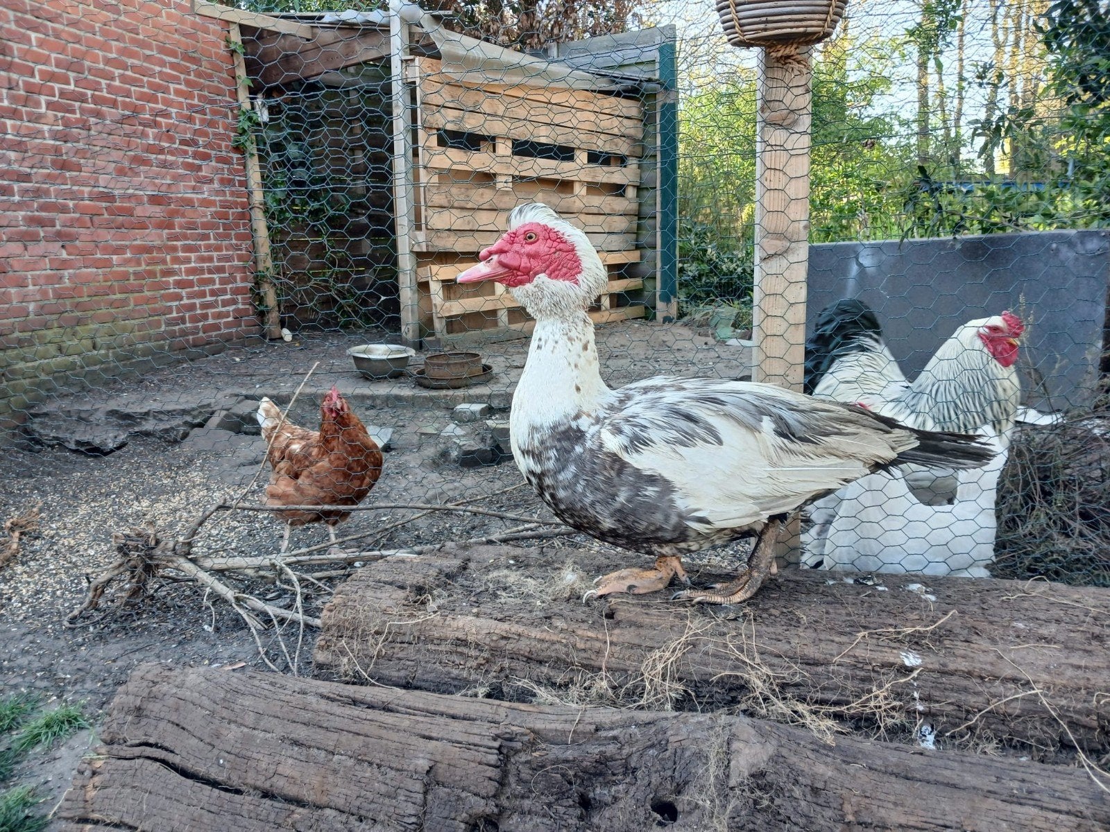 Muskeseend, Dieren en Toebehoren