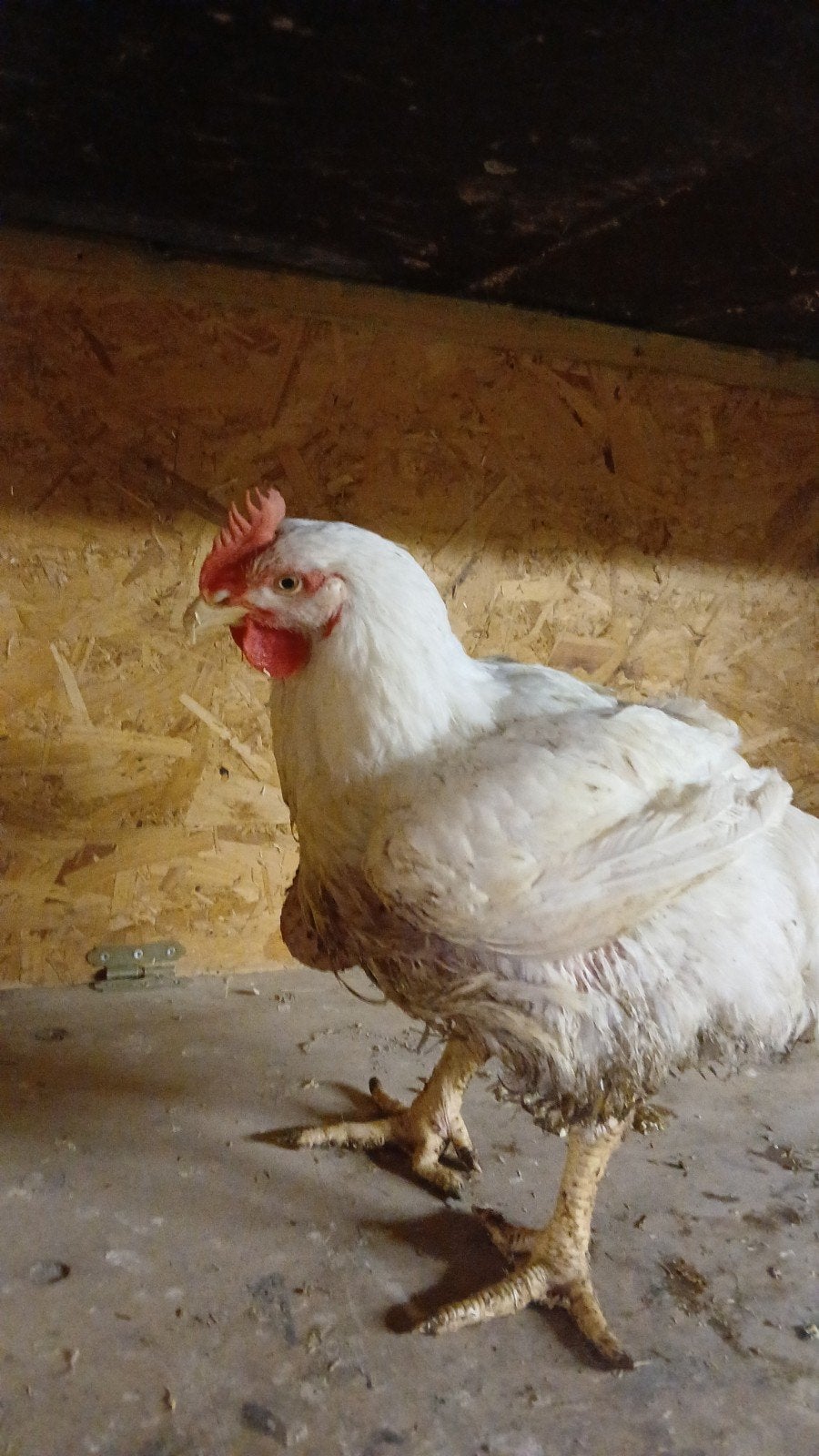 vleeshanen, Dieren en Toebehoren, Pluimvee