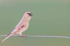 Nouveaux oiseaux, Plusieurs animaux, Oiseau chanteur sauvage, Domestique