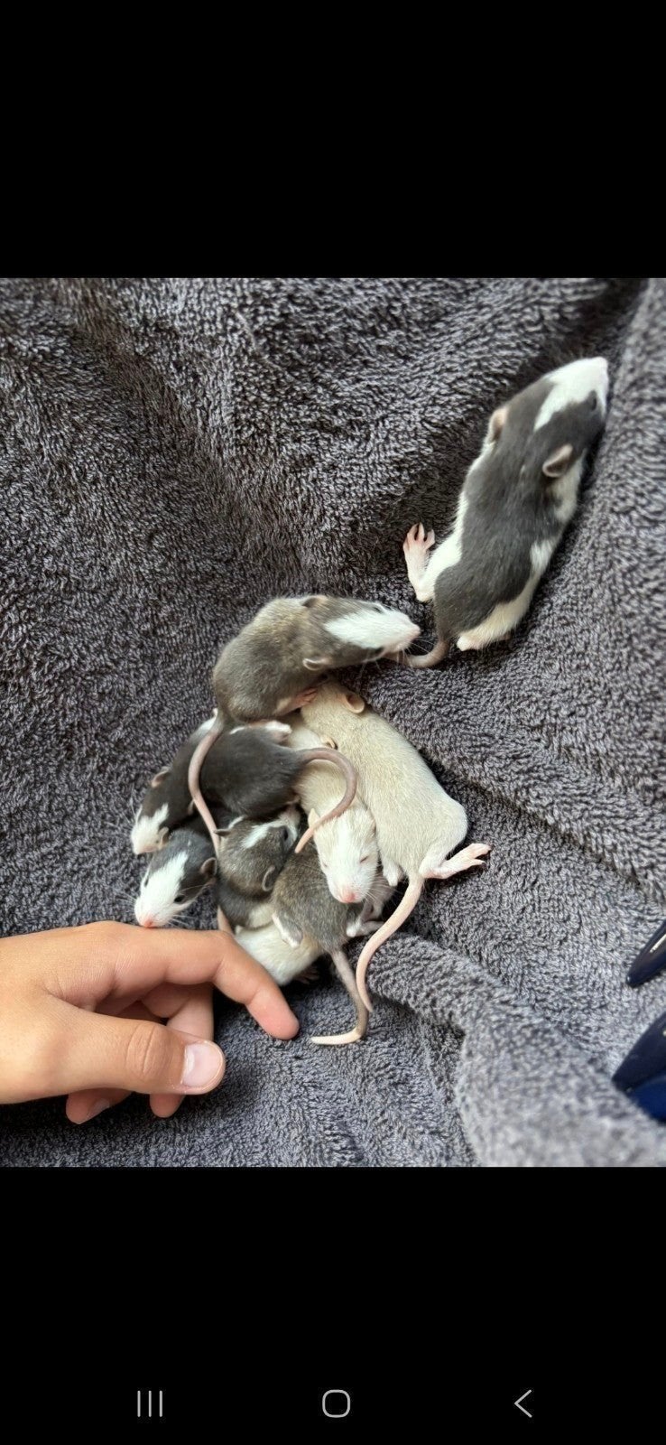 Des rats très apprivoisés, des rats apprivoisés, Animaux & Accessoires, Rongeurs, Mai, Mâle, Rat