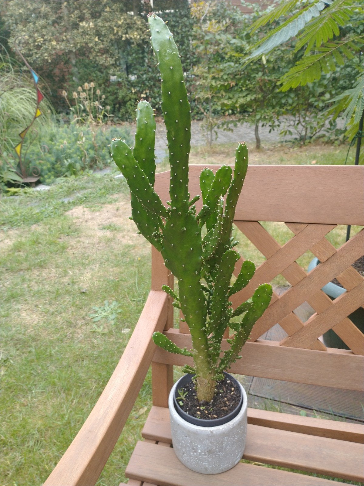 gereserveerd cactus opuntia 70 cm met sierpotje, Ophalen, Cactus, Volle zon, Minder dan 100 cm