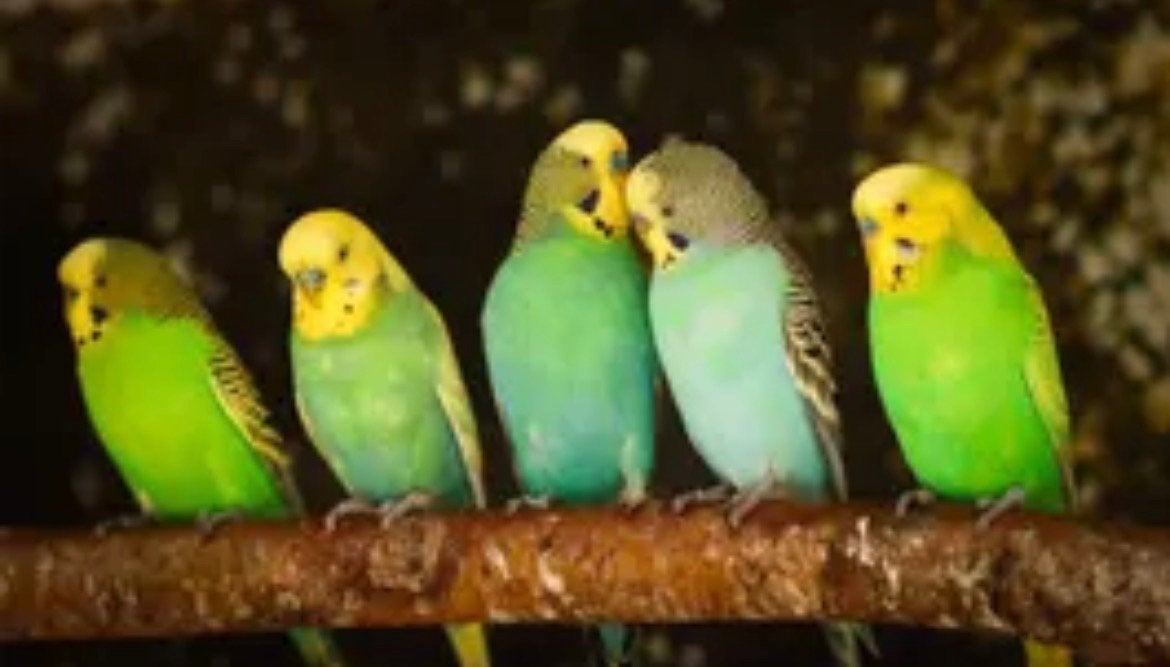Grasparkiet gezocht, Dieren en Toebehoren