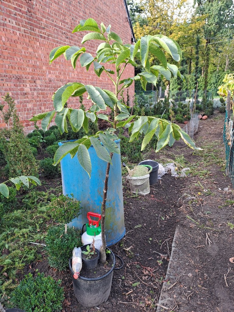 ik heb 3 okkernoot boompjes in pot, Ophalen, Struik, 100 tot 250 cm
