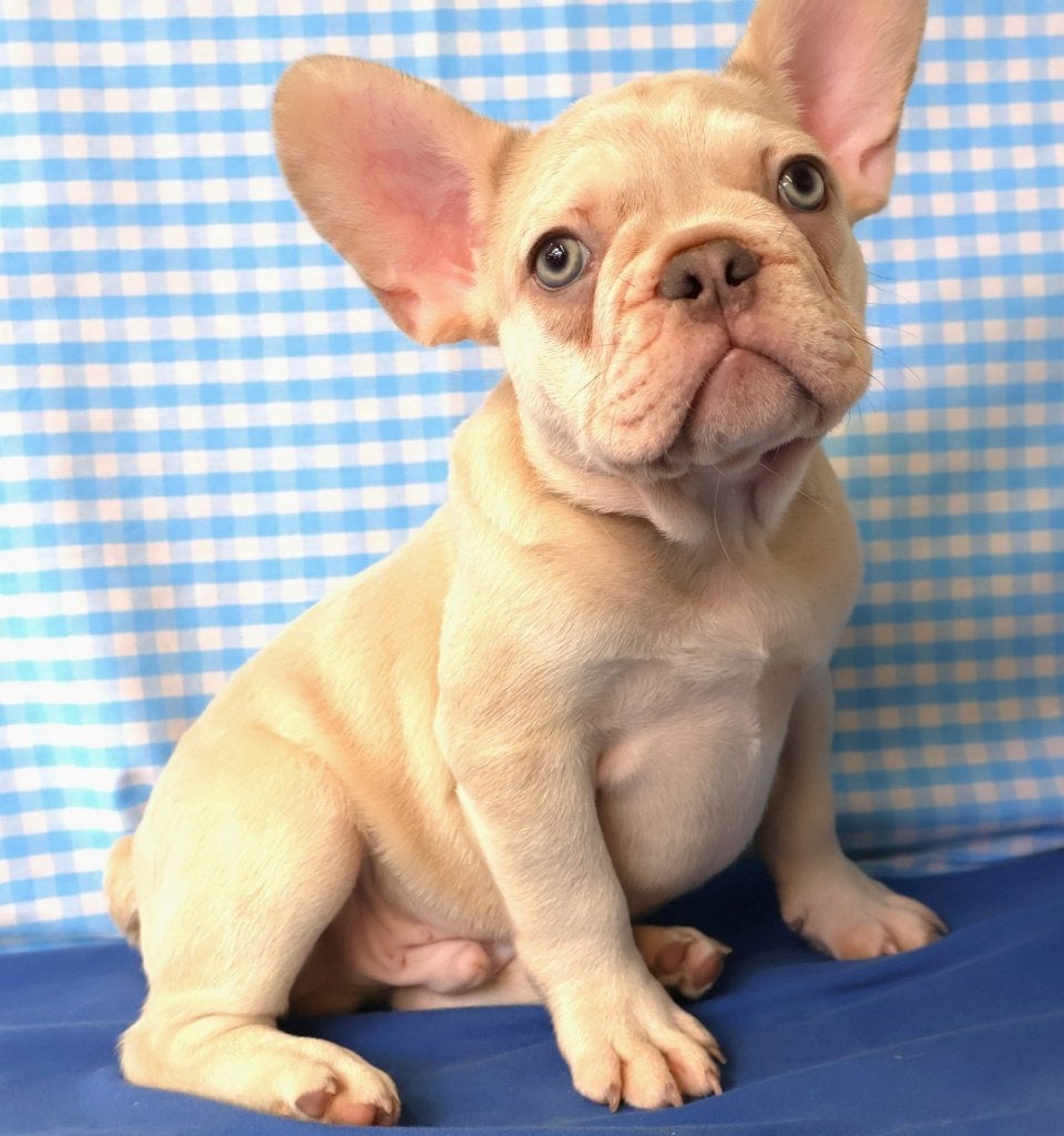 Super leuke Franse Bulldog pups!, 15 weken tot 1 jaar, Buitenland, Meerdere, Meerdere dieren