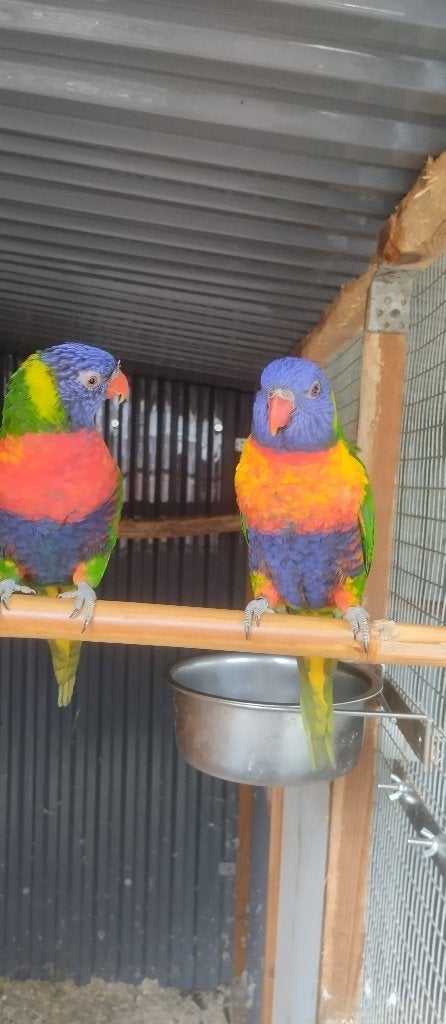 Kweekoppel Lori Blauw Bergen of ruillen, Dieren en Toebehoren, Meerdere dieren, Parkiet, Geringd