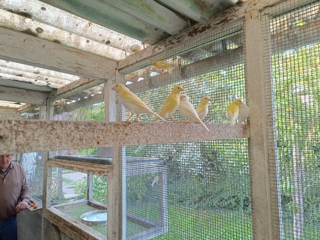 Prachtige jonge kanaries te koop., Dieren en Toebehoren, Meerdere dieren, Kleurkanarie